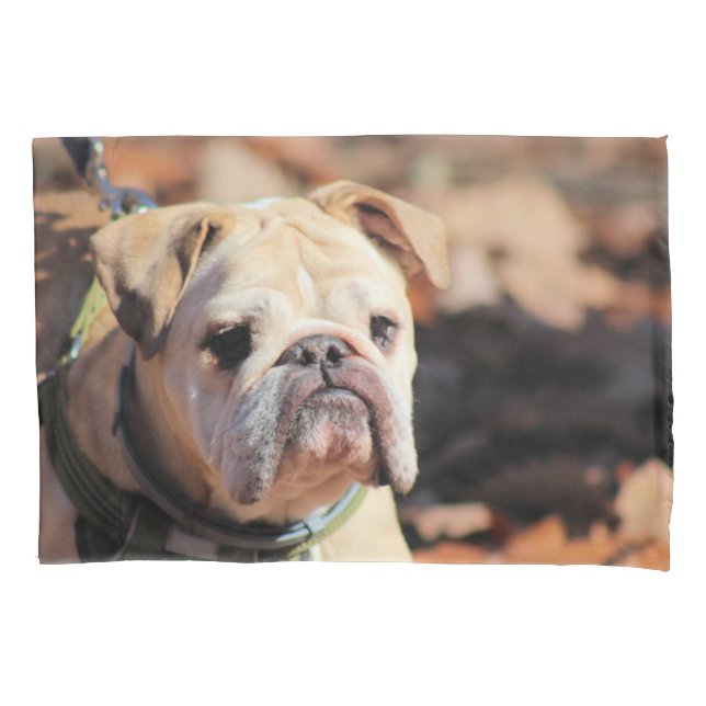 Buldogue (Frente)