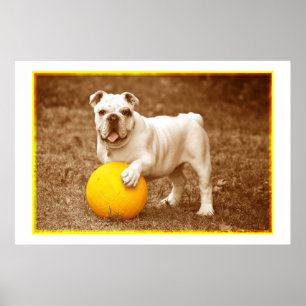 Buldogue com Poster de Bola