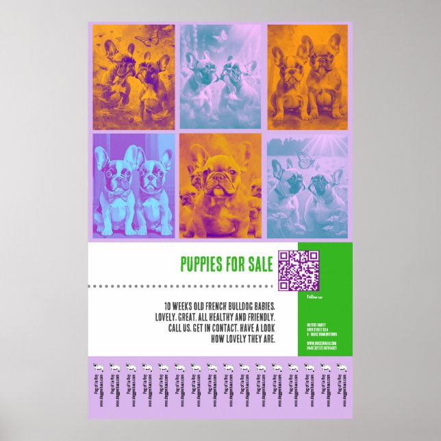 Buldogue Francês Cuppies para Venda poster (Frente)
