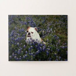 Buldogue Inglês no Texas Bluebonnets Quebra-cabeça