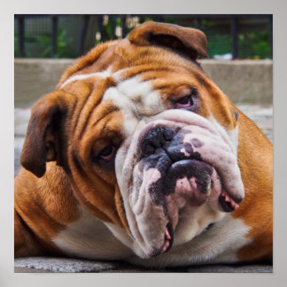 Buldogue Poster