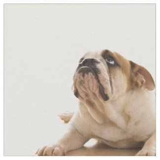 Buldogue Tecido