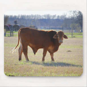 Bull em seu Mousepad de Campo