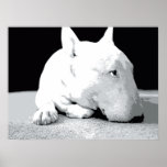Bull Terrier inglês, Pop Art Impressão<br><div class="desc">Bull Terrier Pop Art Impressão. Impressão de pop de vetor preto e branco. Disponível como poster,  impressão de arte fina e tela de desenho.</div>