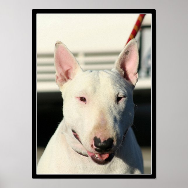 Bull Terrier poster (Frente)