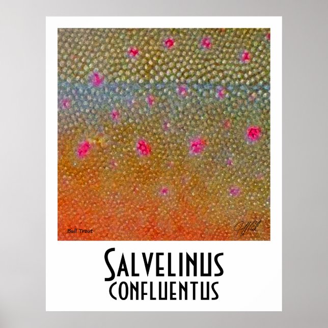 Bull Trout Poster (Frente)