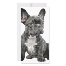 Bulldog Francês