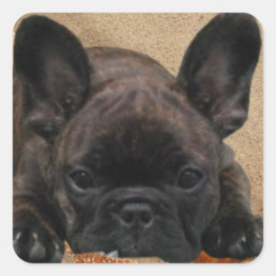 Bulldog francês autocolante