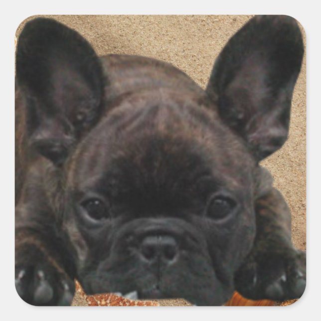 Bulldog francês autocolante (Frente)