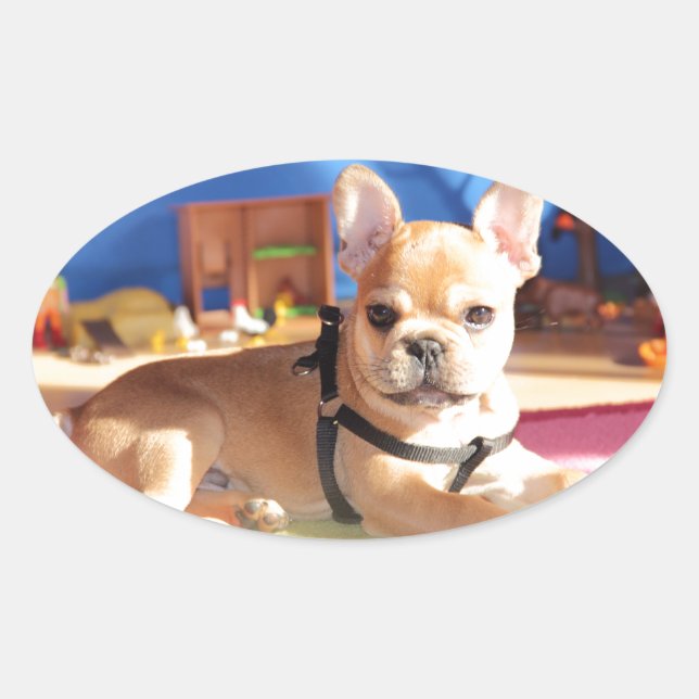 Bulldog francês autocolante oval (Frente)