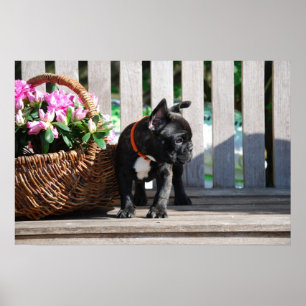 Bulldog francês poster