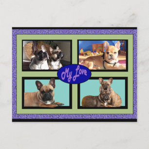 Bulldogs franceses cartões postais