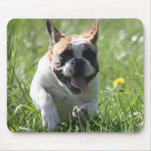 Bulldogs franceses Mousepad