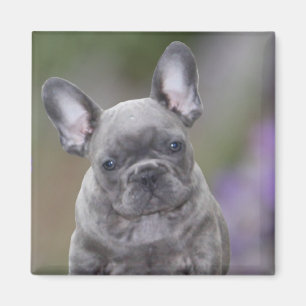 Bulldogue Francês íman