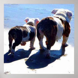 Bulls Ingleses Sozinhos Na Última Poster