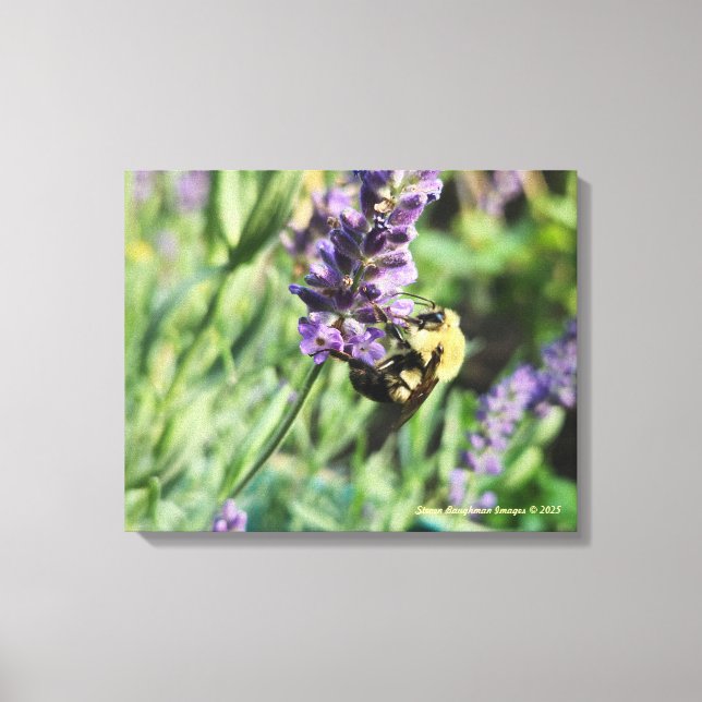 Bumble Bee and Lavender Stretched Canvas Print (Frente)
