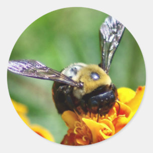 Bumble etiquetas da abelha