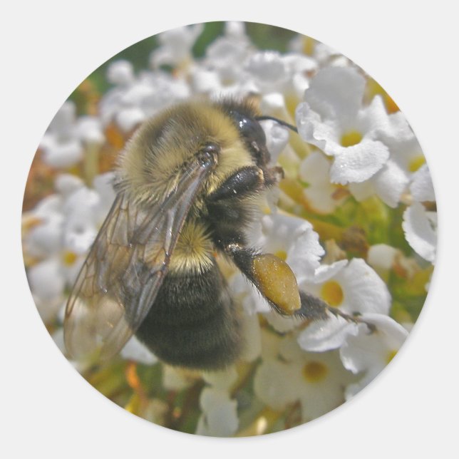 Bumblebee com adesivos de Pólen (Frente)