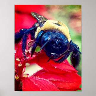 Bumblebee em flor Fotografia Muro de Impressão