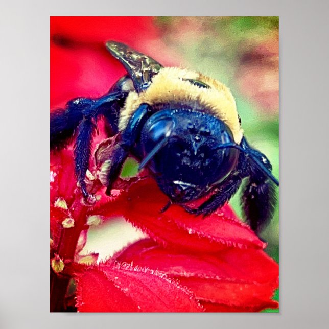 Bumblebee em flor Fotografia Muro de Impressão (Frente)