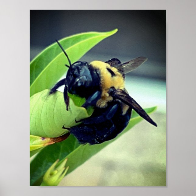 Bumblebee em flor Fotografia Muro de Impressão (Frente)