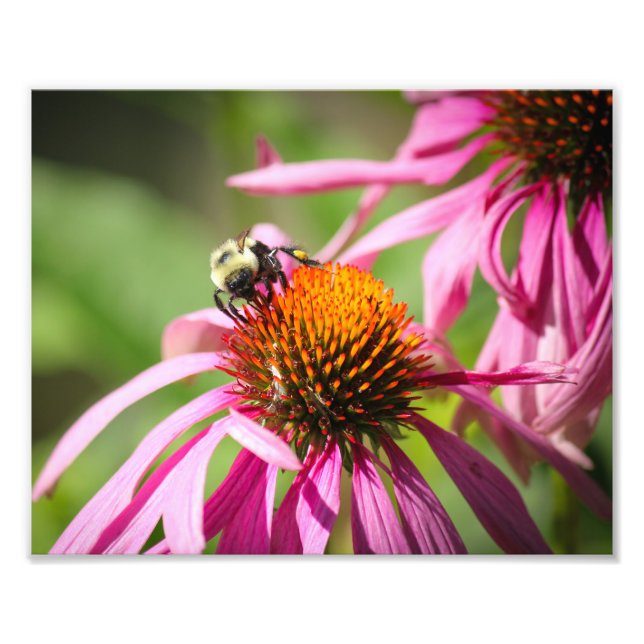 Bumblebee em Fotografia da Puta Coneflower Nature (Frente)