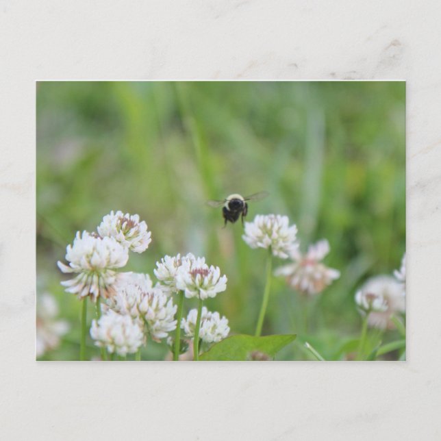 Bumblebee no cartão postal do trevo (Frente)