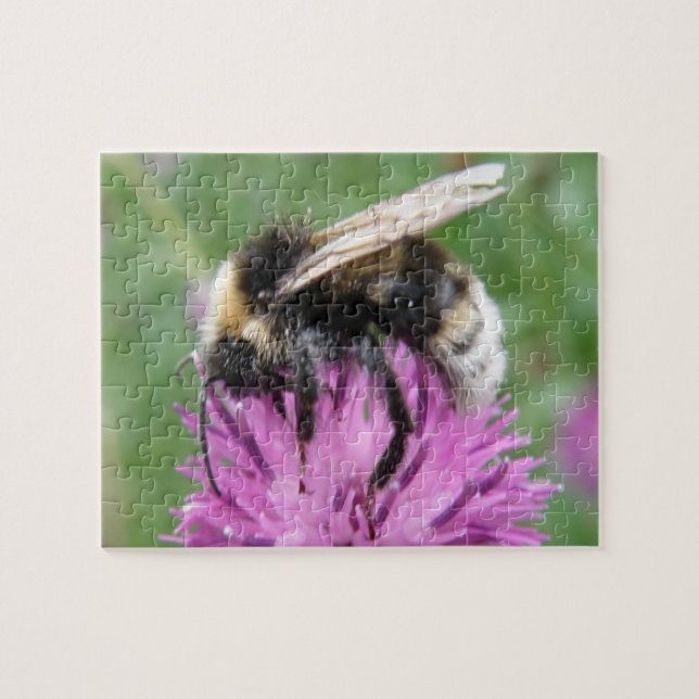 Bumblebee num Quebra-cabeça de Thistle (Horizontal)