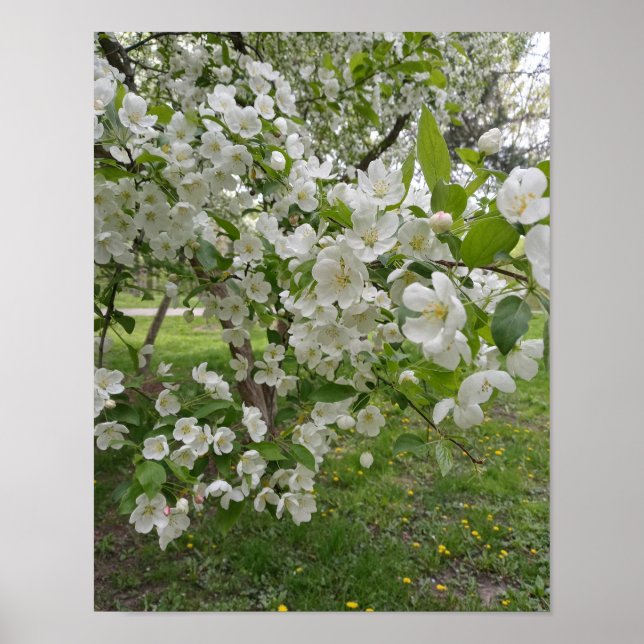 Bunches of Blossoms Poster (Frente)