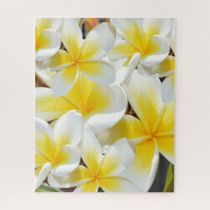 Buquê de Frangipani, Quebra-cabeça de Jigsera