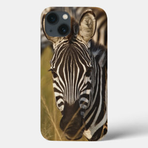 Burchell's Zebra in tall summer grass, Masai