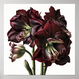 Burgundy Amaryllis Flower Art Poster