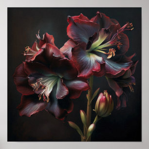 Burgundy Amaryllis Flower Art Poster