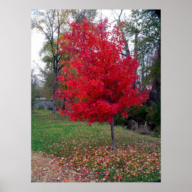 Burning Bush Poster (Frente)