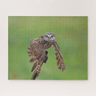 Burrowing Owl Jigsee Quebra-cabeça
