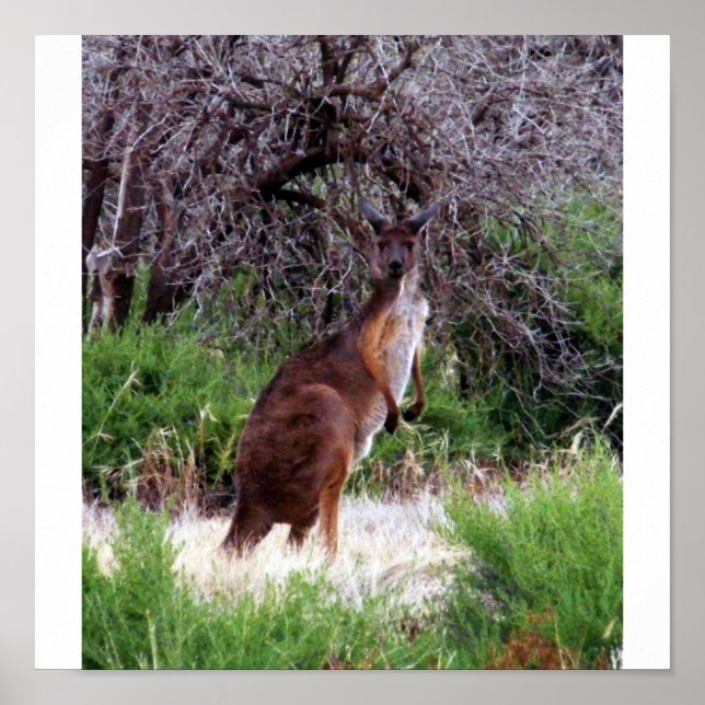 Bush Kangaroo Impressão (Frente)