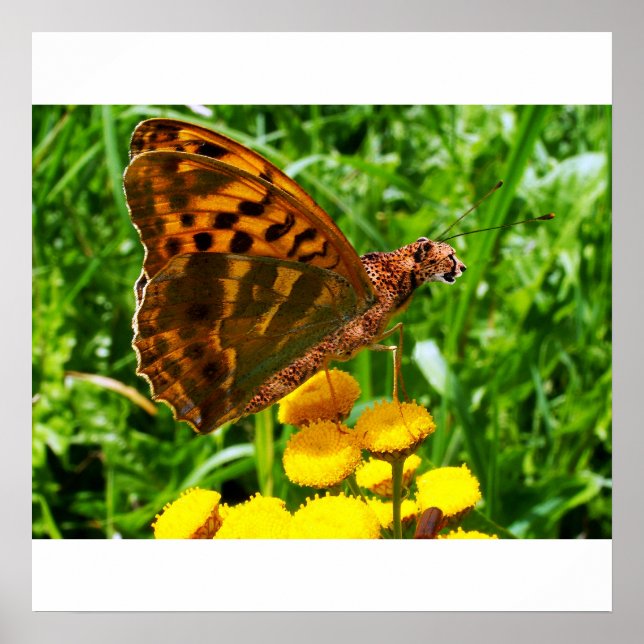 Buttercheeta poster (Frente)