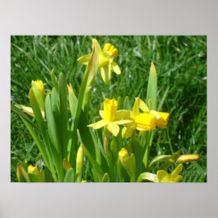 Buttercup Yellow Daffodils Poster