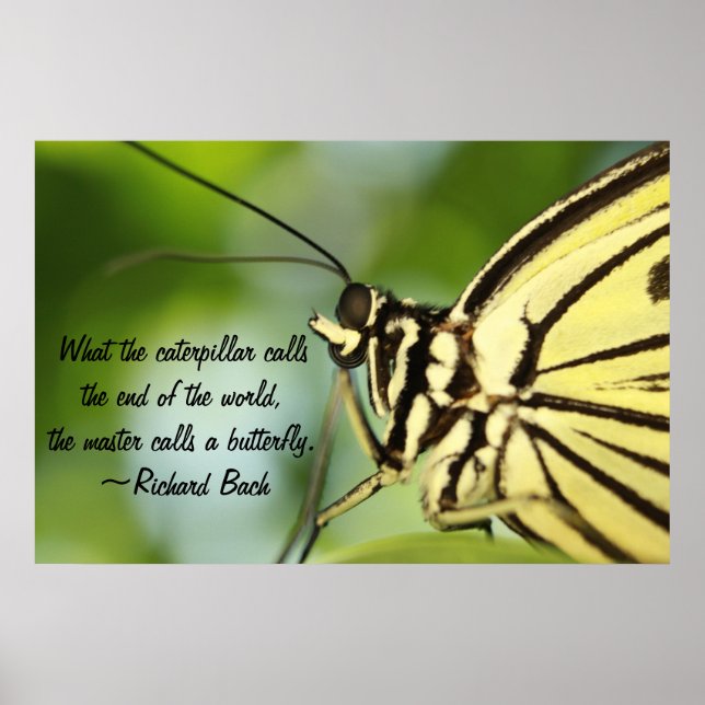 Butterfly Master Poster (Frente)