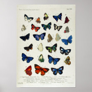 Butterfly Vintage Poster educacional Naturalista