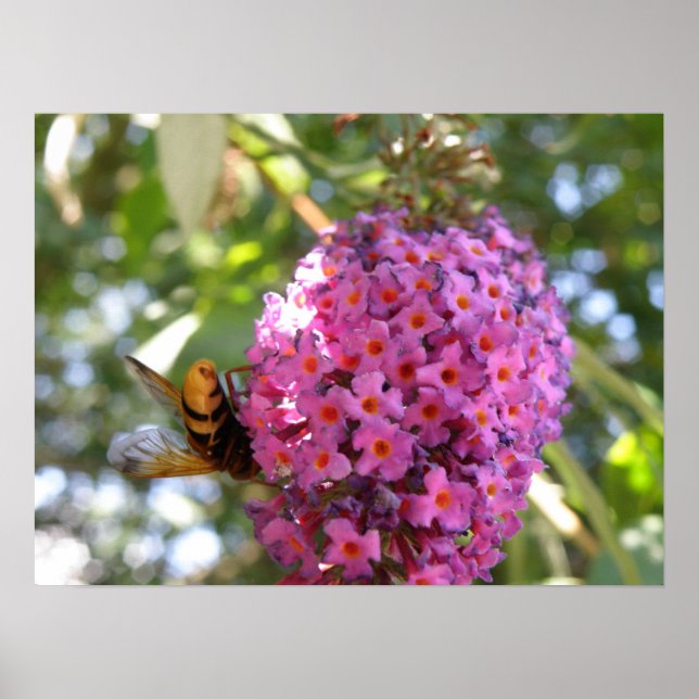 Bye Bye Hoverfly Impressão (Frente)