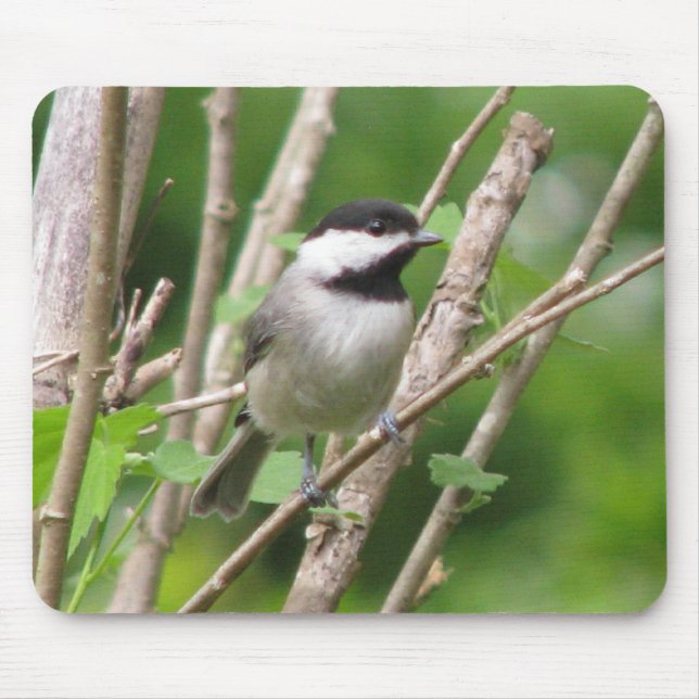 C. angélico Chickadee Mousepad (Frente)
