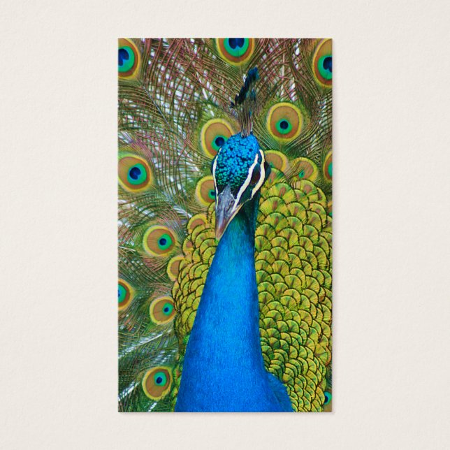 Cabeça Azul de Peacock com Penas Coloridas das Cau (Frente)