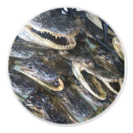 Cabeça de Alligador