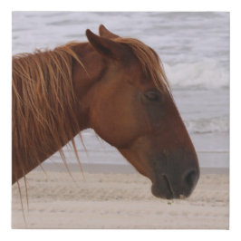 Cabeça de cavalo na praia Outer Banks na Carolina 