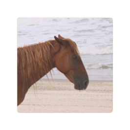 Cabeça de cavalo na praia Outer Banks na Carolina 