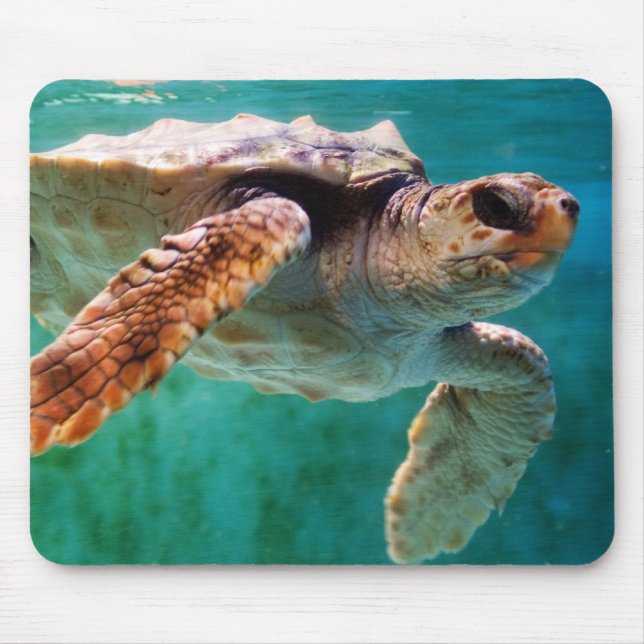 Cabeça de Loggerhead 2 Mousepad (Frente)