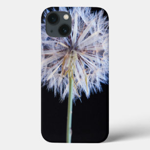 Cabeça de Semente de Dandelion (Taraxacum Officin