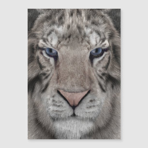 cabeça_de_tigre_branco