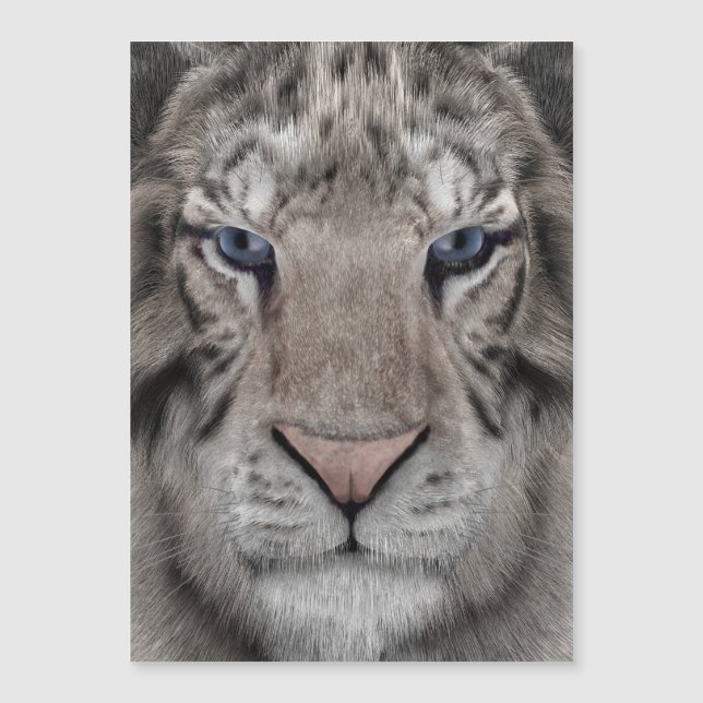 cabeça_de_tigre_branco (Frente)